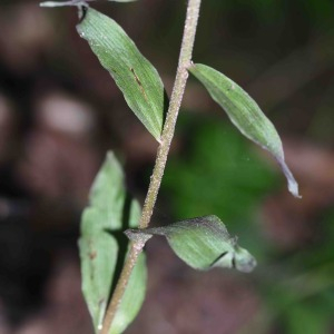 Photographie n°2536311 du taxon Epipactis purpurata Sm. [1828]