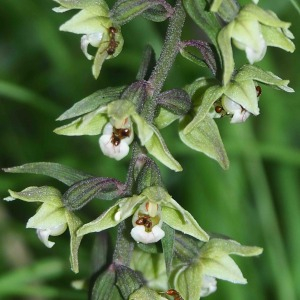 Photographie n°2536313 du taxon Epipactis purpurata Sm. [1828]
