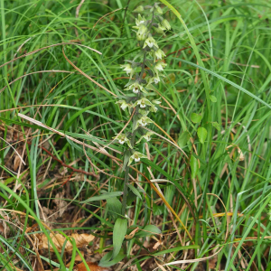 Photographie n°2536314 du taxon Epipactis purpurata Sm. [1828]