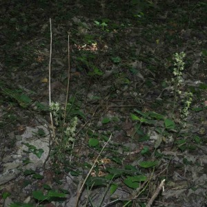 Photographie n°2536322 du taxon Epipactis purpurata Sm. [1828]