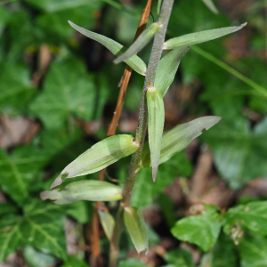 Photographie n°2536326 du taxon Epipactis purpurata Sm. [1828]