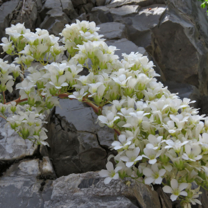 Photographie n°2536346 du taxon Saxifraga callosa Sm.