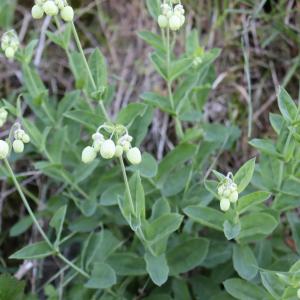 Photographie n°2536356 du taxon Silene vulgaris (Moench) Garcke [1869]