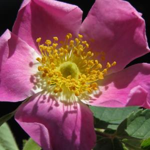 Photographie n°2536359 du taxon Rosa caesia Sm.