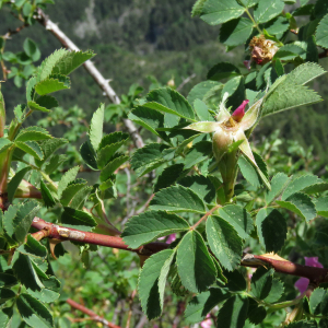 Photographie n°2536369 du taxon Rosa caesia Sm.