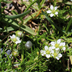  - Sagina glabra (Willd.) Fenzl