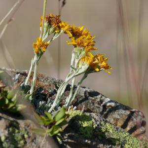 Photographie n°2536378 du taxon Jacobaea incana (L.) Veldkamp [2006]