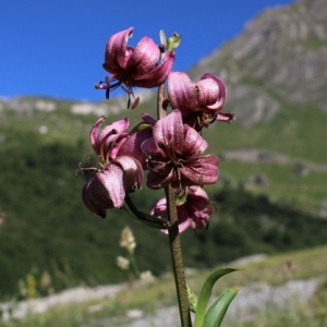 Photographie n°2536393 du taxon Lilium martagon L.