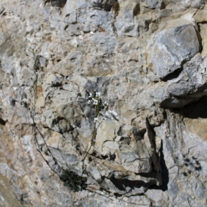 Photographie n°2536395 du taxon Kernera saxatilis (L.) Sweet