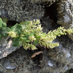 Photographie n°2536406 du taxon Teucrium scorodonia L. [1753]