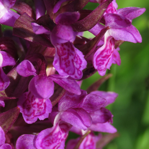 Photographie n°2536420 du taxon Dactylorhiza majalis (Rchb.) P.F.Hunt & Summerh.