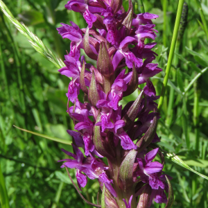 Photographie n°2536423 du taxon Dactylorhiza majalis (Rchb.) P.F.Hunt & Summerh.