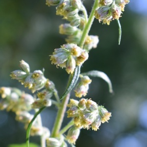 Photographie n°2536427 du taxon Artemisia vulgaris L. [1753]