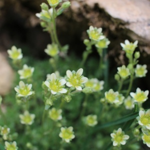 Saxifraga palmata Clairv. (Saxifrage sillonée)