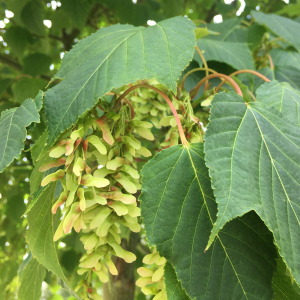 Photographie n°2536466 du taxon Acer davidii Franch. [1885]