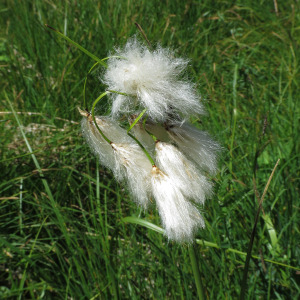 Photographie n°2536470 du taxon Eriophorum angustifolium Honck.