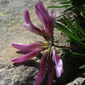 Photographie n°2536476 du taxon Trifolium alpinum L.