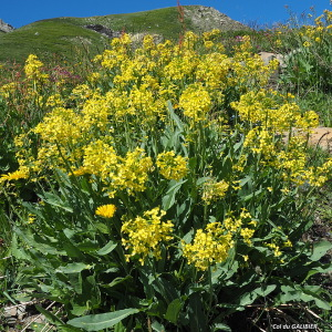 Myagrum taraxacifolium Lam. (Bunias d'Orient)