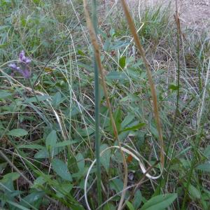 Photographie n°2536494 du taxon Allium carinatum L. [1753]