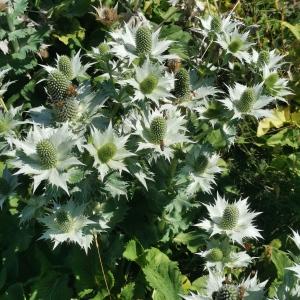 Photographie n°2536496 du taxon Eryngium giganteum M.Bieb. [1808]