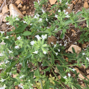 Photographie n°2536502 du taxon Stachys annua (L.) L.