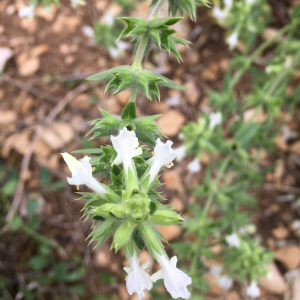 Photographie n°2536503 du taxon Stachys annua (L.) L.