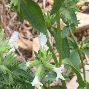 Photographie n°2536504 du taxon Stachys annua (L.) L.