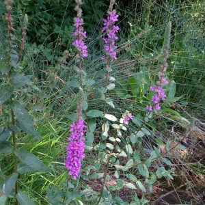 Photographie n°2536520 du taxon Lythrum salicaria L.