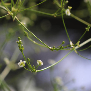 Photographie n°2536522 du taxon Alisma plantago-aquatica L.