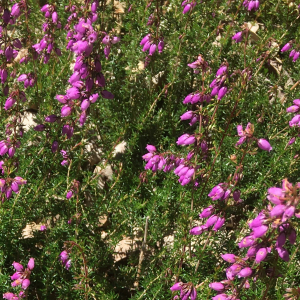 Photographie n°2536547 du taxon Erica cinerea L. [1753]