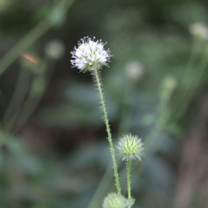 Photographie n°2536557 du taxon Dipsacus pilosus L. [1753]