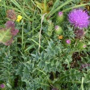 Photographie n°2536572 du taxon Cirsium acaule All. [1780]