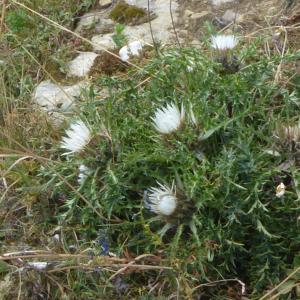 Photographie n°2536582 du taxon Carlina vulgaris L. [1753]