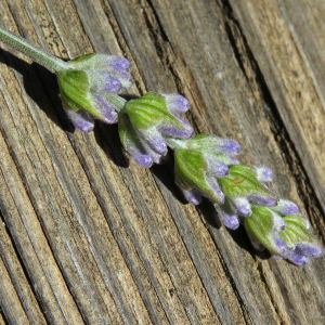 Photographie n°2536588 du taxon Lavandula angustifolia subsp. angustifolia 