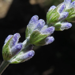 Photographie n°2536591 du taxon Lavandula angustifolia subsp. angustifolia 