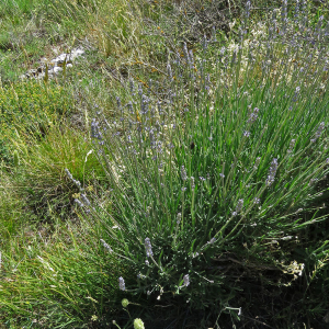  - Lavandula angustifolia subsp. angustifolia 