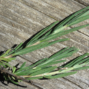  - Lavandula angustifolia subsp. angustifolia 