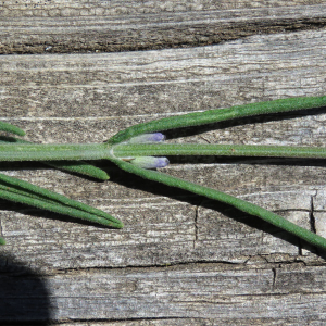  - Lavandula angustifolia subsp. angustifolia 