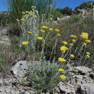 Photographie n°2536596 du taxon Helichrysum stoechas (L.) Moench