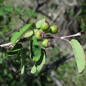 Photographie n°2536597 du taxon Amelanchier ovalis Medik.