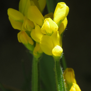 Photographie n°2536600 du taxon Genista sagittalis L.