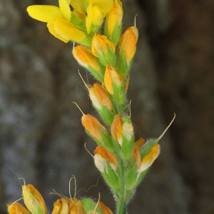 Photographie n°2536601 du taxon Genista sagittalis L.