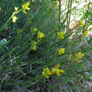 Photographie n°2536602 du taxon Genista sagittalis L.