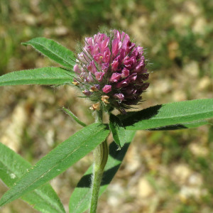 Photographie n°2536604 du taxon Trifolium alpestre L.