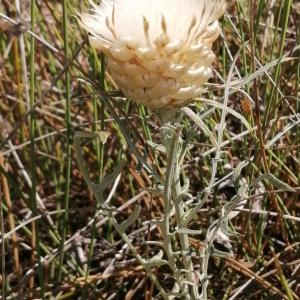 Photographie n°2536618 du taxon Rhaponticum coniferum subsp. coniferum 