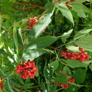 Photographie n°2536624 du taxon Sambucus racemosa L.