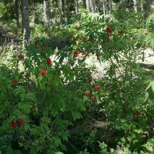 Photographie n°2536626 du taxon Sambucus racemosa L.