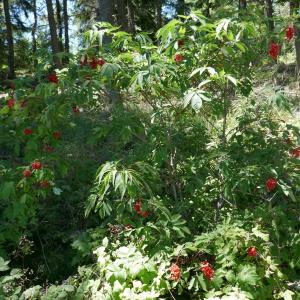 Photographie n°2536627 du taxon Sambucus racemosa L.