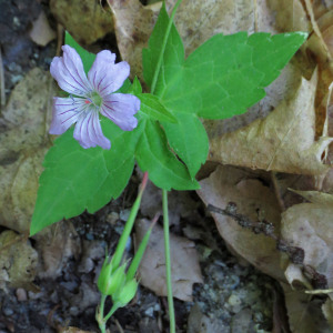 Photographie n°2536651 du taxon Geranium nodosum L.