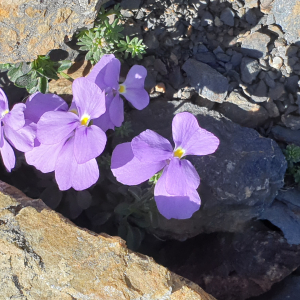 Photographie n°2536664 du taxon Viola diversifolia (Ging.) W.Becker [1903]